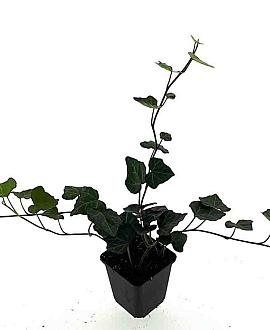 Hedera hibernica Pot 9 cm