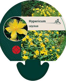 Hypericum calycinum Pot 9 cm