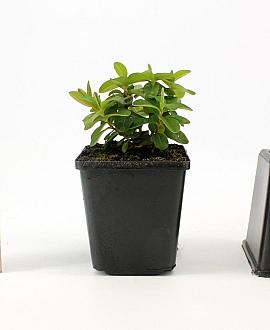 Hypericum calycinum Pot 9 cm