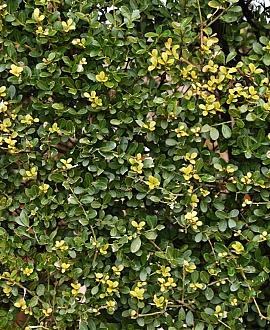 Ilex crenata 'Glory Gem' Pot 18 liter Halfstam