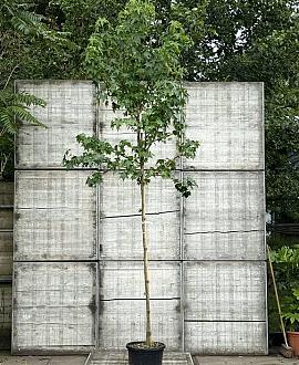 Liquidambar styraciflua Hoogstam (Stamomtrek 8-10 cm)