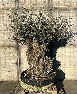 Olea europaea Pot 350 Liter Bonsai