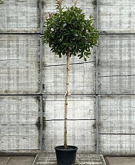 Photinia fraseri 'Red Robin' Hoogstam (Stamomtrek 8-10 cm)
