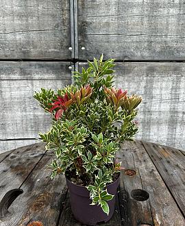 Pieris jap. 'Carnaval' Pot 2 Liter