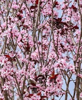 Prunus cer. 'Pissardii' Pot 18 liter Halfstam