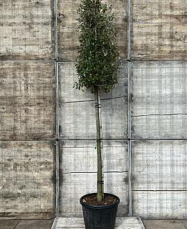 Quercus ilex Hoogstam (Stamomtrek 16-18 cm)