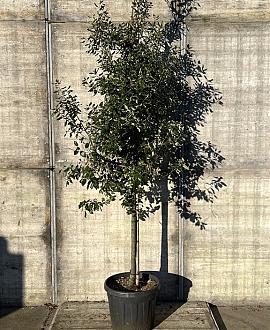 Quercus ilex Pot 45 Liter Halfstam (Stamomtrek 12-14 cm)