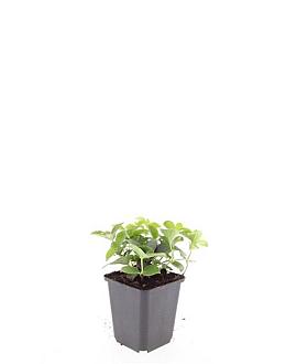 Cornus canadensis Pot 9 cm