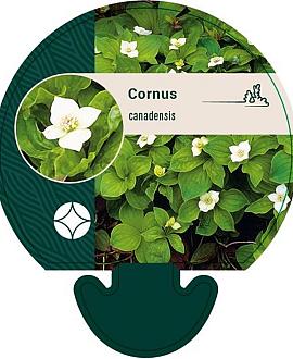 Cornus canadensis Pot 9 cm