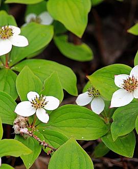 Cornus canadensis Pot 9 cm