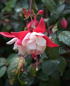 Fuchsia 'Madame Cornelissen' Pot 9 cm