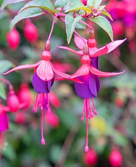 Fuchsia 'Riccartonii' Pot 9 cm