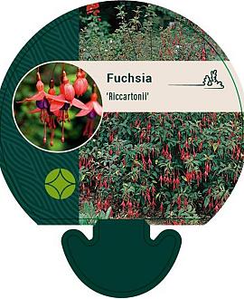 Fuchsia 'Riccartonii' Pot 9 cm