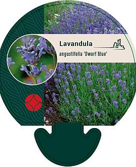 Lavandula ang. 'Dwarf Blue' Pot 9 cm