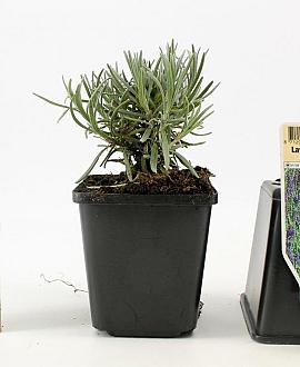 Lavandula ang. 'Dwarf Blue' Pot 9 cm