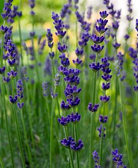 Lavandula ang. 'Dwarf Blue' Pot 9 cm