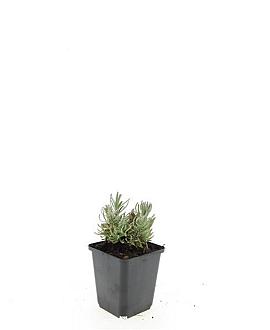 Lavandula ang. 'Hidcote' Pot 9 cm