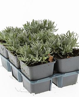 Lavandula ang. 'Hidcote' Pot 9 cm