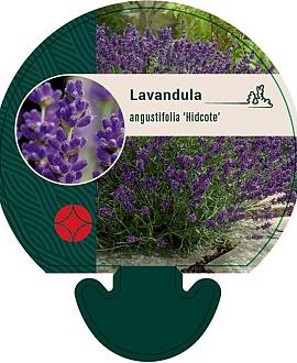 Lavandula ang. 'Hidcote' Pot 9 cm