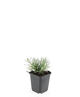Lavandula ang. 'Munstead' Pot 9 cm
