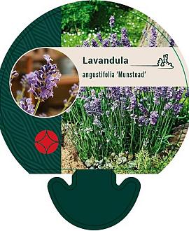 Lavandula ang. 'Munstead' Pot 9 cm