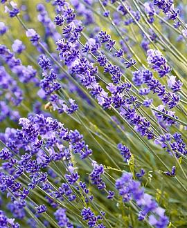 Lavandula ang. 'Munstead' Pot 9 cm