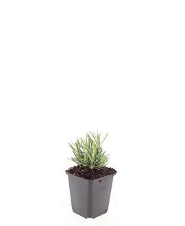 Lavandula ang. 'Rosea' Pot 9 cm