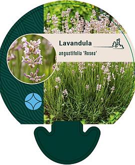 Lavandula ang. 'Rosea' Pot 9 cm
