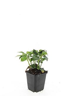 Pachysandra term. 'Green Carpet' Pot 9 cm