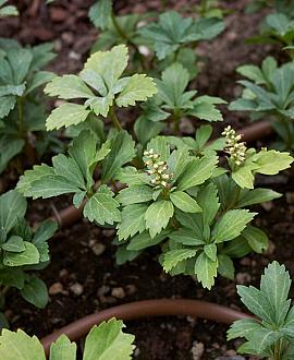 Pachysandra term. 'Green Carpet' Pot 9 cm
