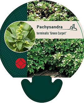 Pachysandra term. 'Green Carpet' Pot 9 cm