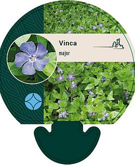 Vinca major Pot 9 cm