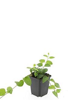 Vinca major Pot 9 cm