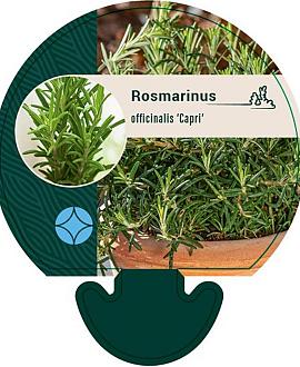 Rosmarinus off. 'Capri' Pot 9 cm