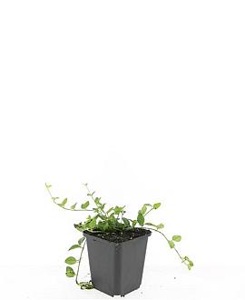Vinca minor Pot 9 cm