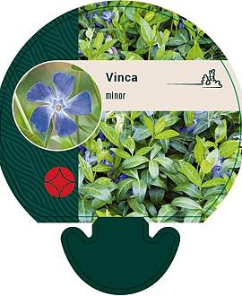 Vinca minor Pot 9 cm
