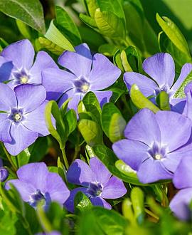 Vinca minor Pot 9 cm