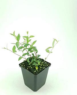 Vinca minor Pot 9 cm