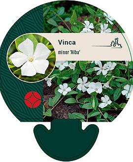 Vinca minor 'Alba' Pot 9 cm