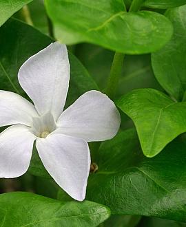 Vinca minor 'Alba' Pot 9 cm