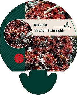 Acaena microphylla 'Kupferteppich' Pot 9 cm