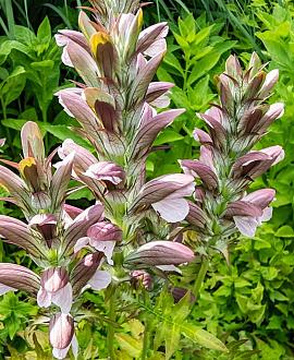 Acanthus hungaricus Pot 9 cm