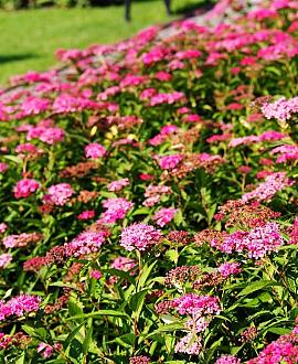 Spiraea jap. 'Anthony Waterer' Pot 3 Liter 