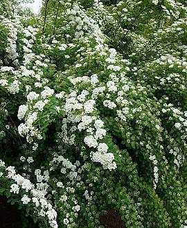 Spiraea vanhouttei Pot 3 Liter 