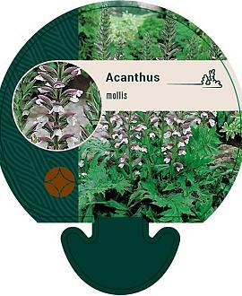 Acanthus mollis Pot 9 cm