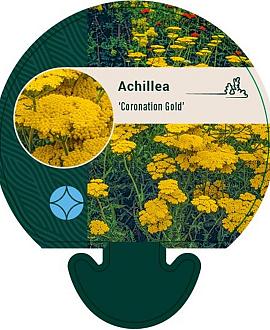 Achillea 'Coronation Gold' Pot 9 cm