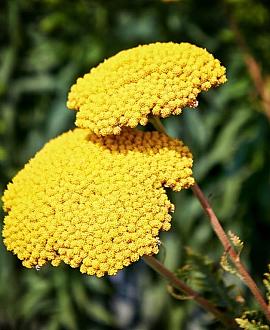 Achillea fil. 'Cloth of Gold' Pot 9 cm