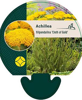 Achillea fil. 'Cloth of Gold' Pot 9 cm