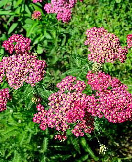 Achillea m. 'Cerise Queen' Pot 9 cm