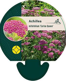 Achillea m. 'Cerise Queen' Pot 9 cm